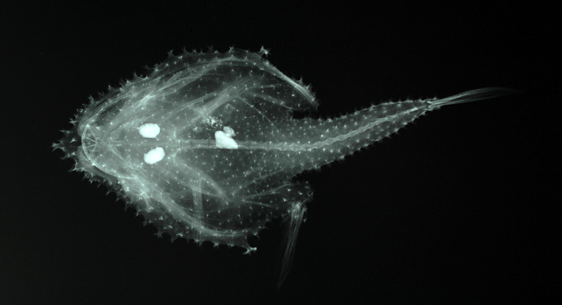 Solocisquama stellulata星點異鱗魚