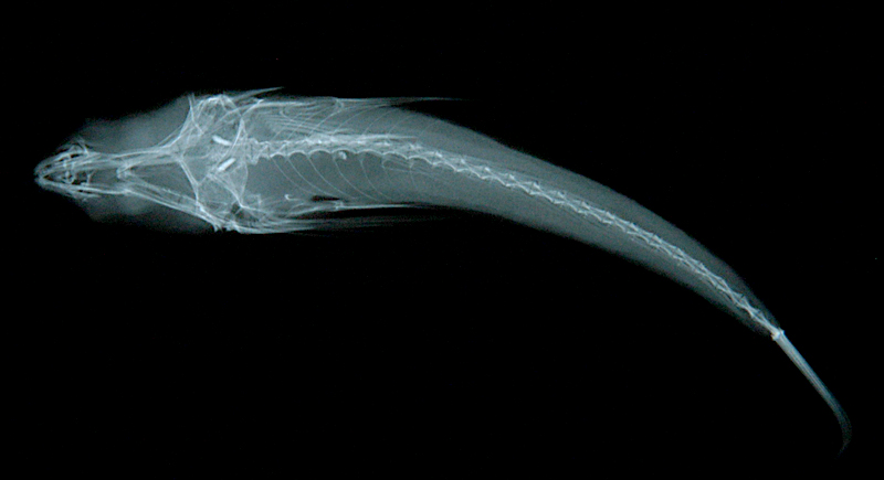 Centrodraco acanthopoma短鰭粗棘蜥