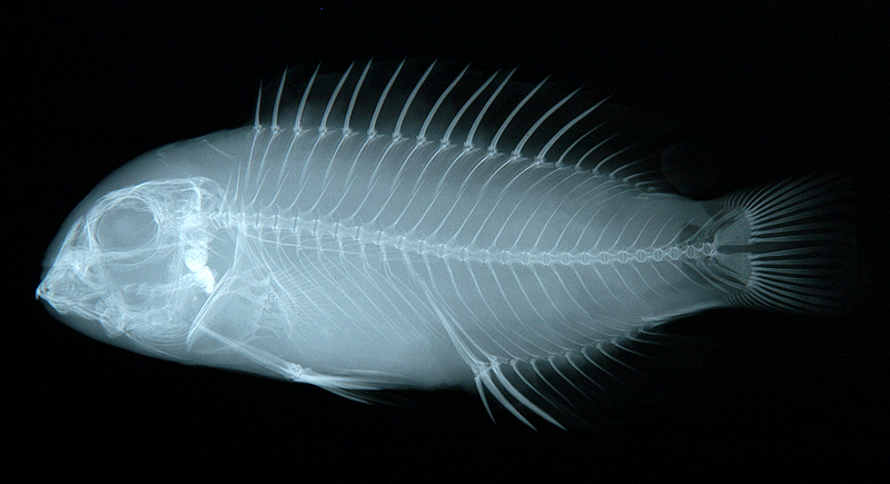 Choerodon azurio藍豬齒魚