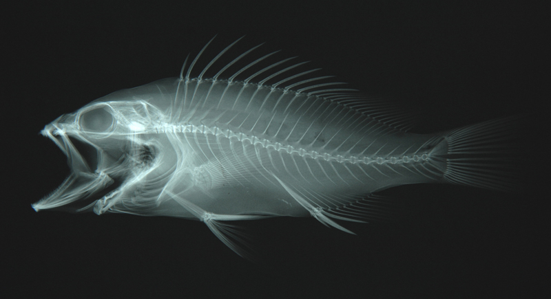 Epinephelus areolatus寶石石斑魚