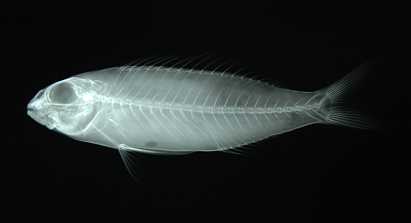 Nemipterus peronii裴氏金線魚