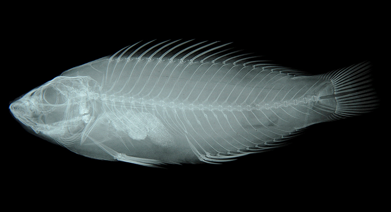 Pseudolabrus eoethinus紅頸擬隆頭魚