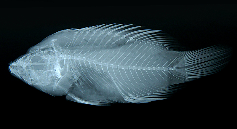 Cheilinus trilobatus三葉唇魚