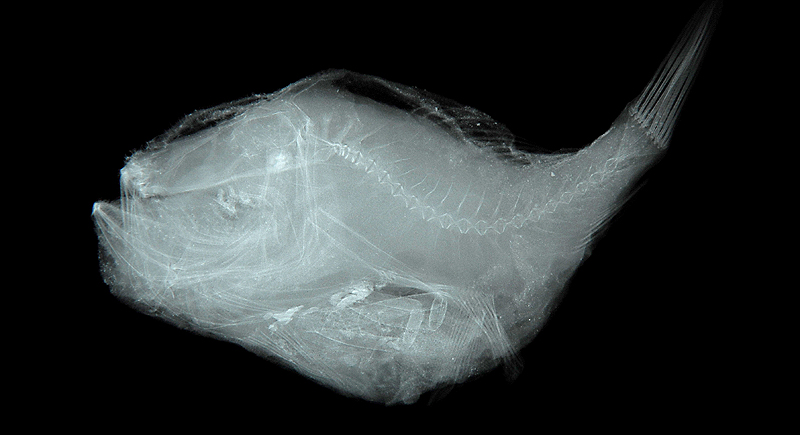 Chaunax fimbriatus單棘躄魚