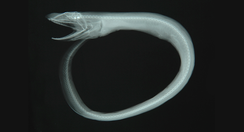 Synaphobranchus kaupii高氏合鰓鰻