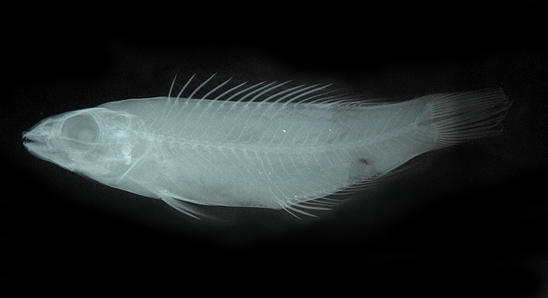 Decodon pacificus太平洋裸齒隆頭魚
