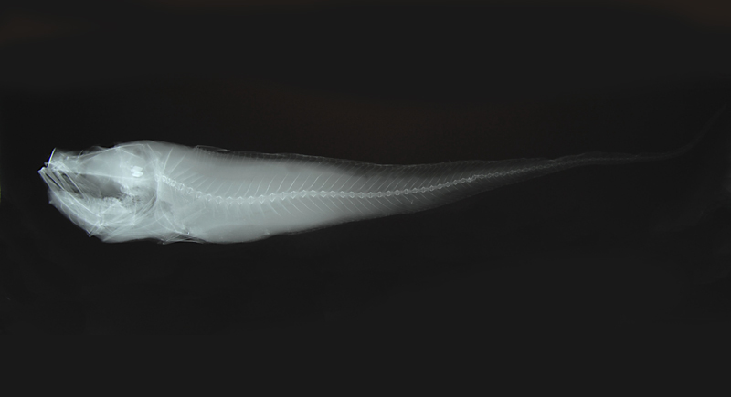 Bathygadus antrodes孔頭底尾鱈