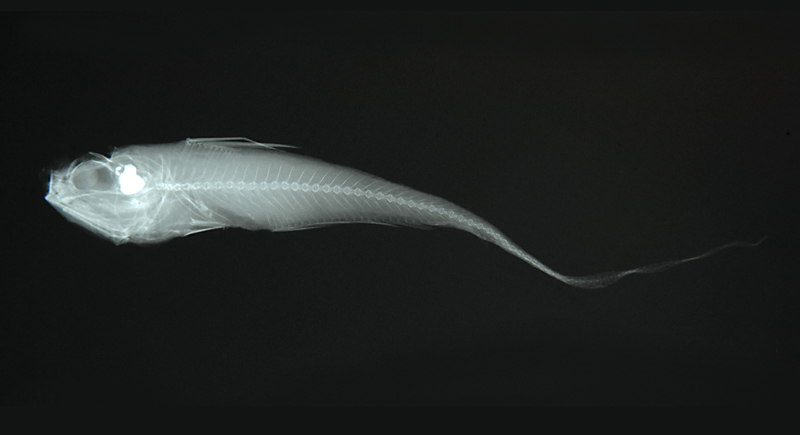 Hymenocephalus lethonemus刺吻膜首鱈