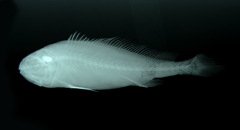 Larimichthys polyactis小黃魚