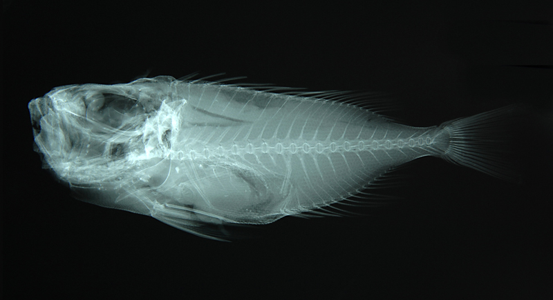 Priacanthus fitchi深水大眼鯛