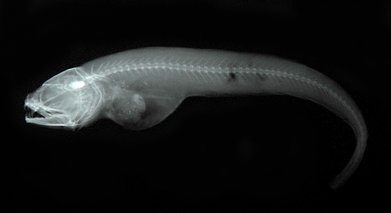 Onuxodon parvibrachium短臂鈎隱魚