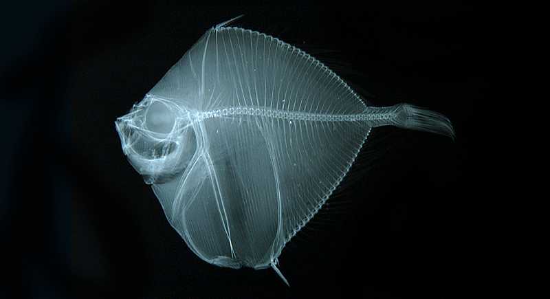 Xenolepidichthys dalgleishi異菱的鯛