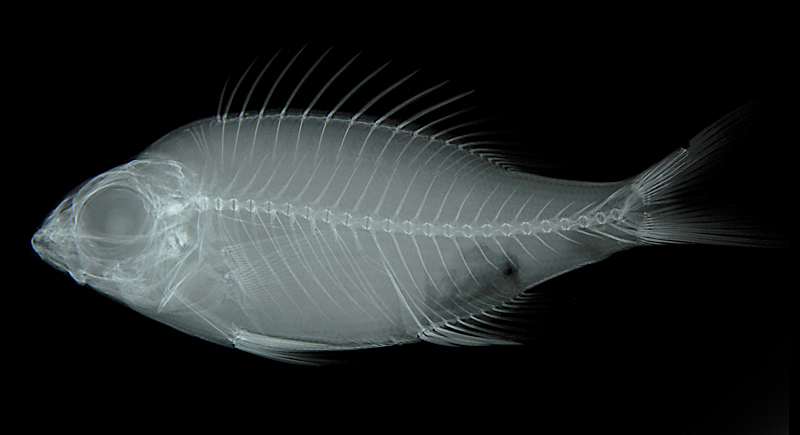 Gnathodentex aureolineatus金帶齒頜鯛