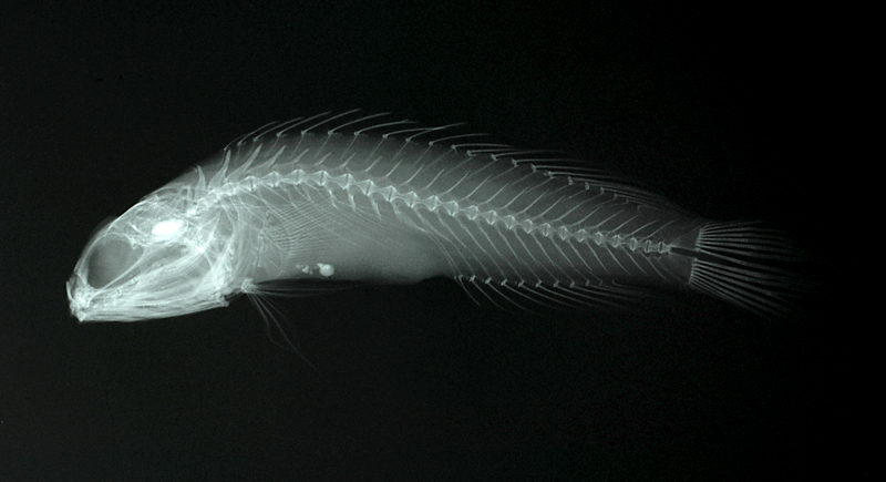 Opistognathus evermanni艾氏後頜魚