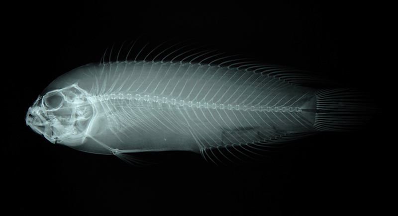 Labracinus lineatus線紋戴氏魚
