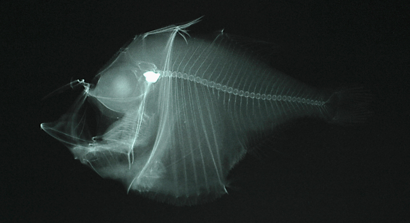 Polyipnus spinifer頭棘燭光魚