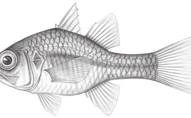 Apogon erythrinus@Jheng1155