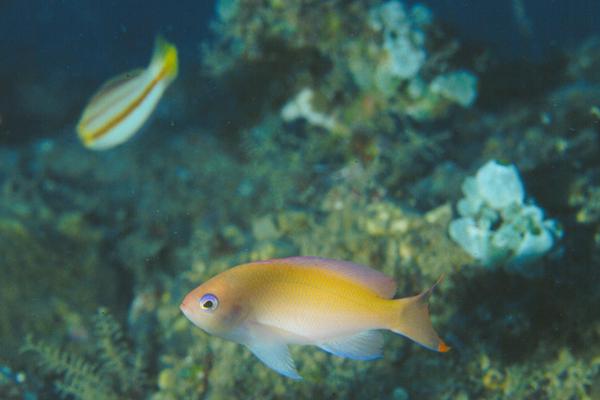 Pseudanthias hypselosoma@fishdb-media-1132 | 臺灣魚類資料庫