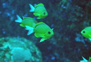 Chromis analis@fishdb-media-12897