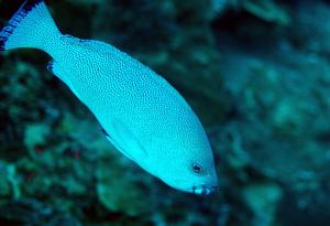 Epinephelus cyanopodus@fishdb-media-13087