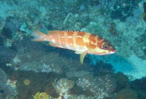 Epinephelus fasciatus@fishdb-media-1208