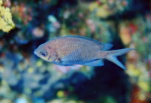 Chromis alpha@fishdb-media-8948