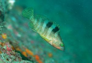 Epinephelus awoara@fishdb-media-13019