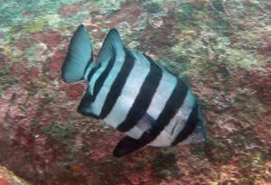 Oplegnathus fasciatus @fishdb-media-8532