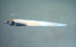 Congrogadus subducens鰻鯛
