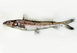 Pterothrissus gissu長背魚