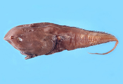 Squalogadus modificatus卵首鱈