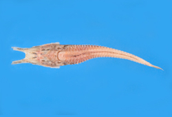 Peristedion liorhynchus光吻黃魴鮄