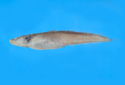 Pseudonus squamiceps鱗頭擬鼠鼬魚