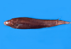 Coloconger japonicus日本短糯鰻