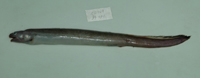 Bathyuroconger dolichosomus長體深海尾糯鰻