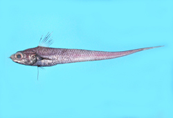 Spicomacrurus kuronumai麥氏鏢吻鱈