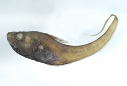Kumba gymnorhynchus裸吻舟尾鱈