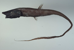 Halosauropsis macrochir短吻擬海蜥魚