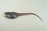 Malacocephalus nipponensis日本軟首鱈