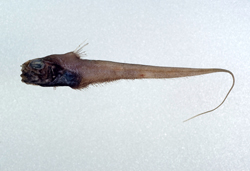 Sphagemacrurus decimalis菲律賓短吻鼠尾鱈