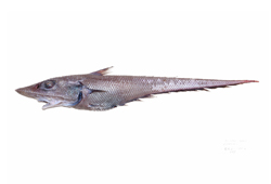 Coelorinchus divergens廣布腔吻鱈