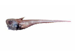 Cetonurus globiceps球首鯨尾鱈