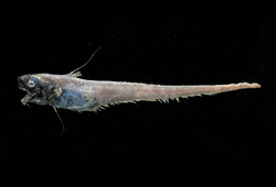 Macrosmia phalacra裸頭大尾鱈