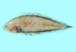 Symphurus bathyspilus深淵無線鰨