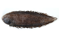 Symphurus hondoensis本州無線鰨