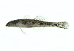 Glossogobius bicirrhosus雙鬚叉舌鰕虎