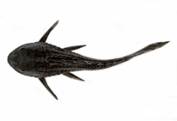 Pterygoplichthys pardalis豹紋翼甲鯰