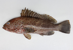 Epinephelus longispinis長棘石斑魚