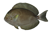 Acanthurus xanthopterus黃鰭刺尾鯛