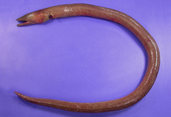 Brachysomophis porphyreus紫身短體蛇鰻